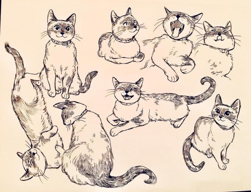 Кошечка скетч
