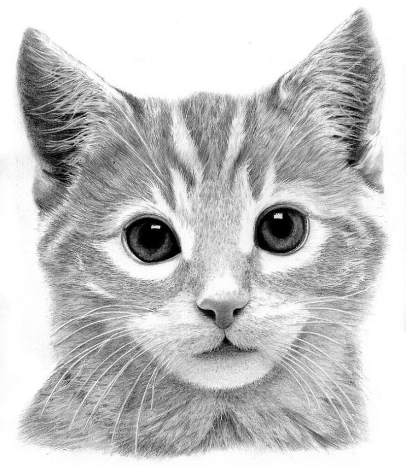 Котенок рисунок