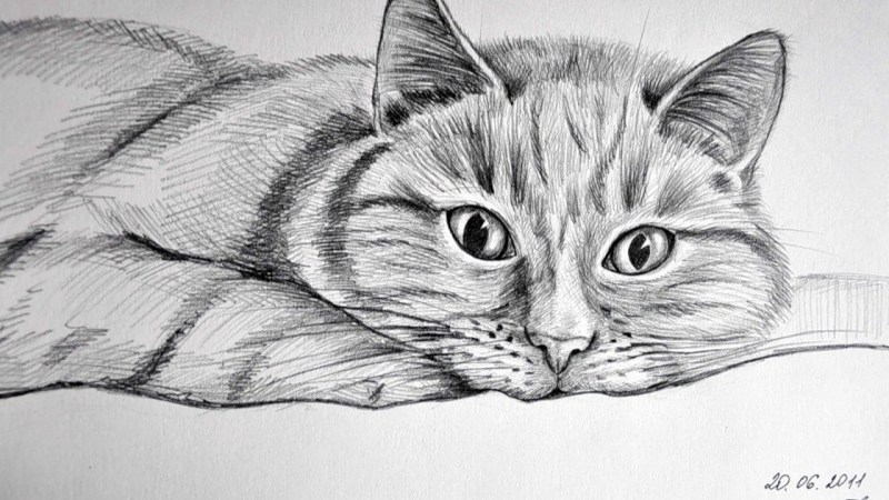 Кошка карандашом