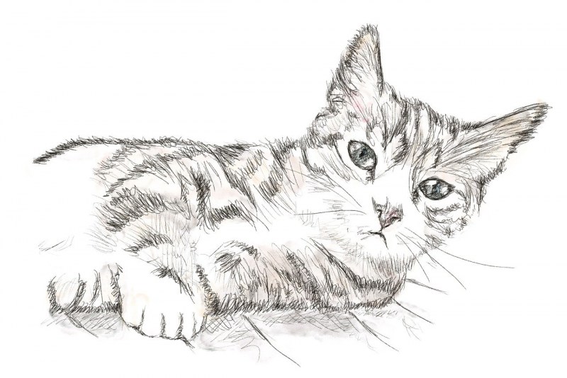 Коты рисунки