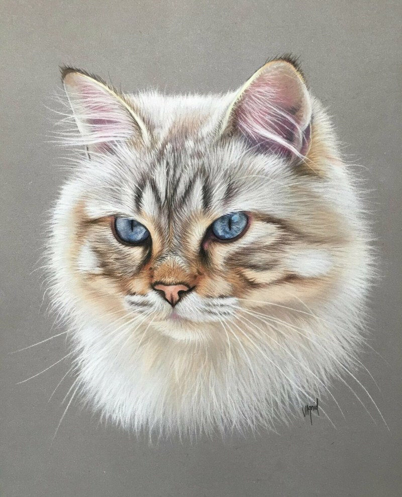 Кошка цветными карандашами