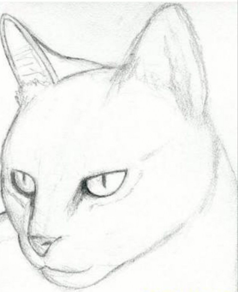 Красивые рисунки кошек карандашом
