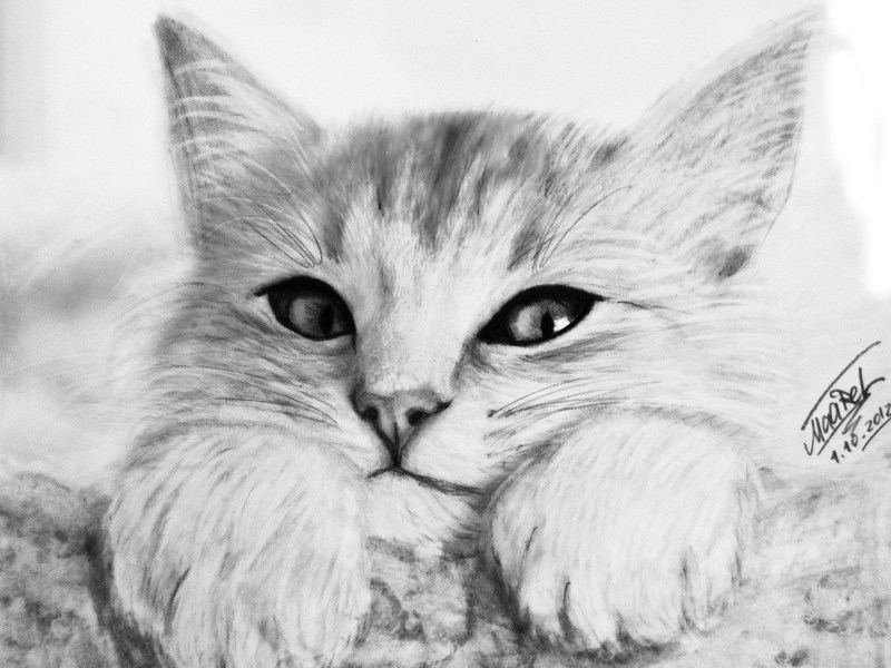 Кошка рисунок карандашом