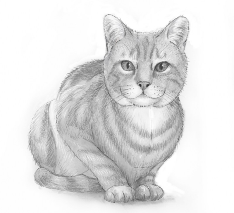 Кошка рисунок карандашом
