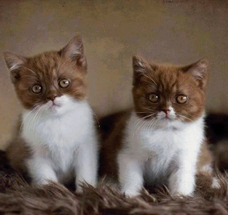 Котенок кофейного цвета