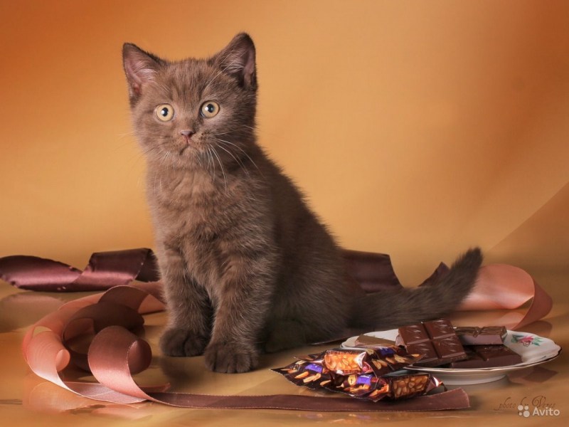 Шотландская котенок прямоухая шоколад