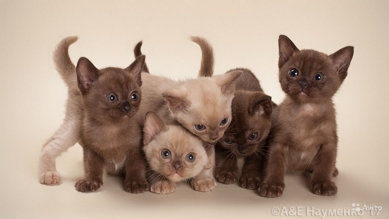 Бурманская кошка котята