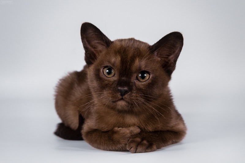Бурманская кошка котята