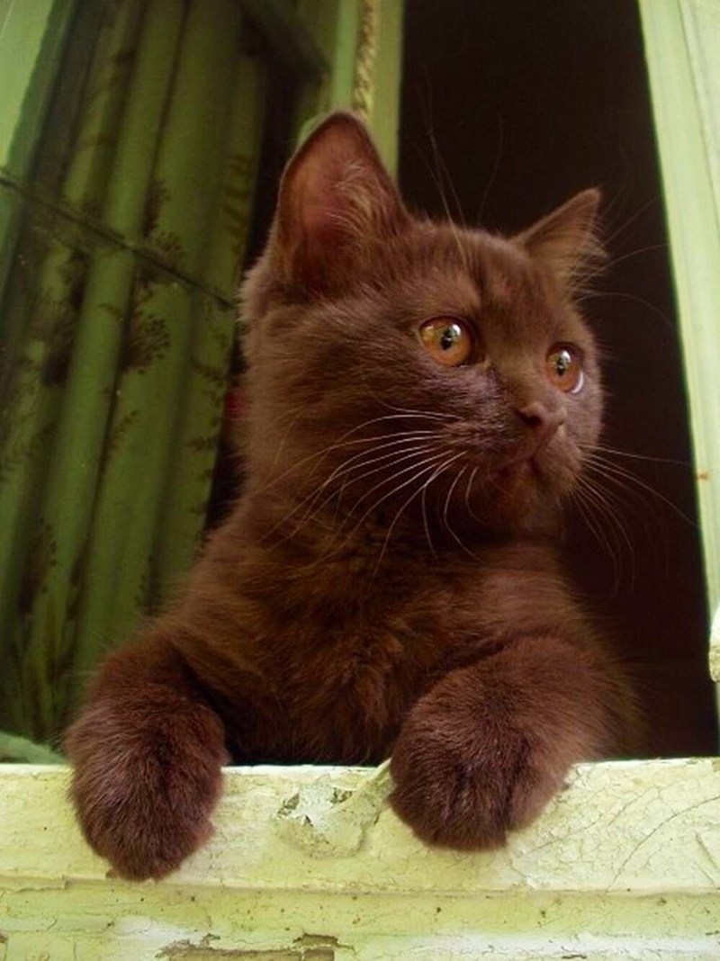 Коричневые коты