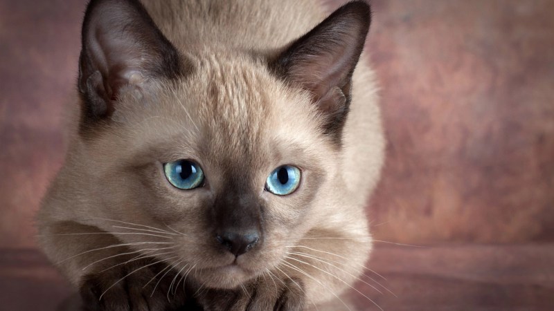 Сиамская кошка