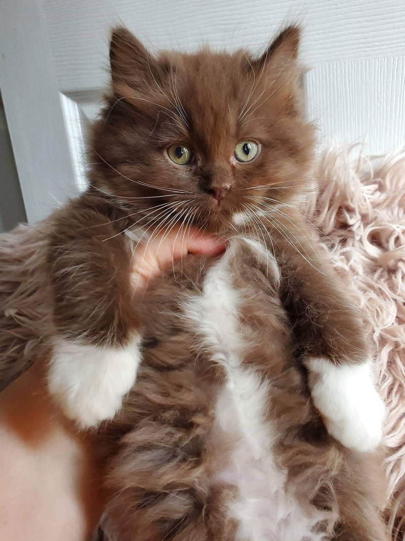 Кот шоколадного цвета