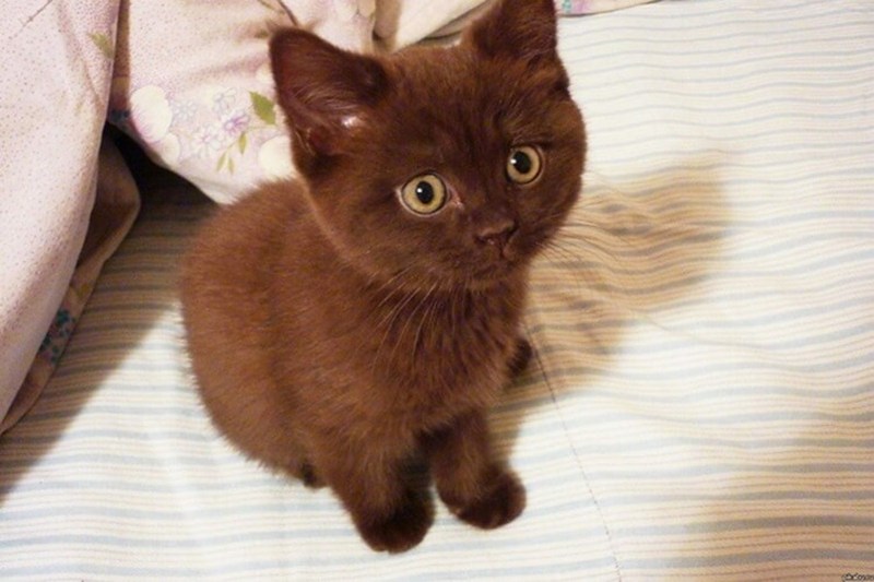Коричневый котенок