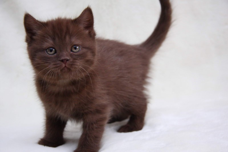 Коричневый британец котенок