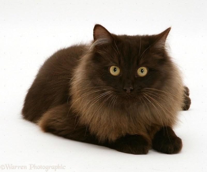 Йоркская Шотландская кошка