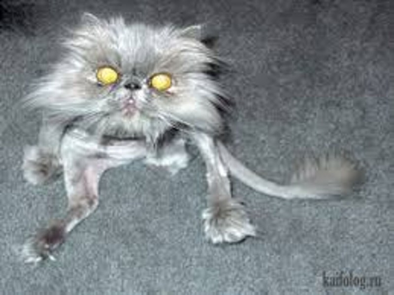 Страшный кот