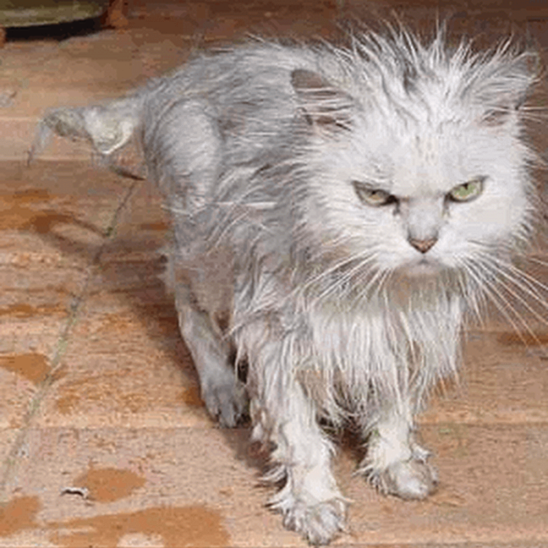 Облезлый кот