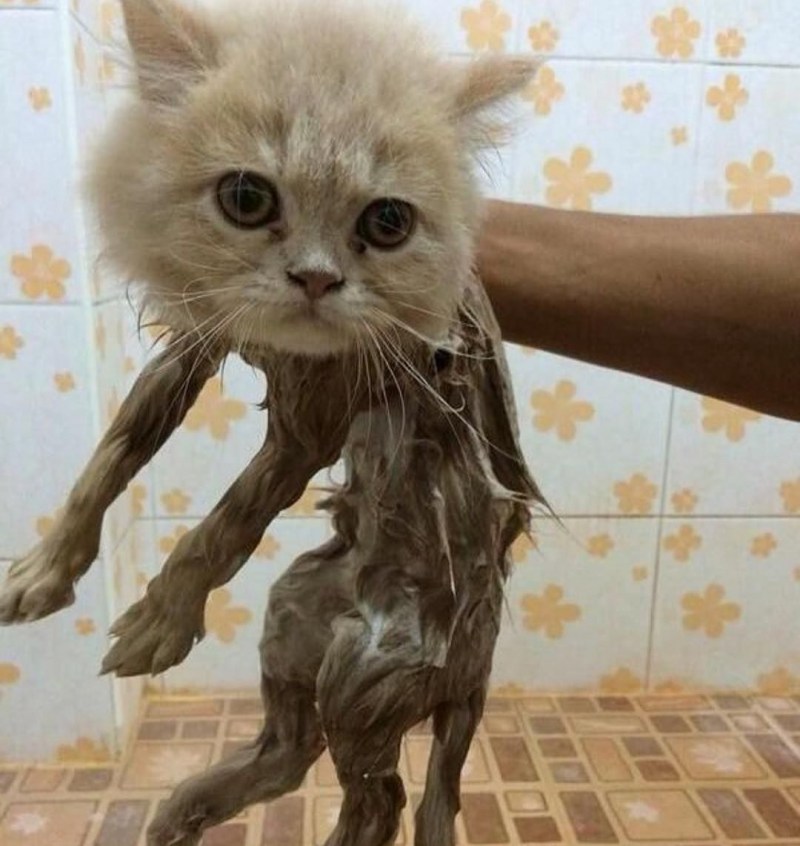 Облезлый кот