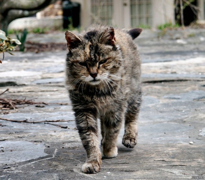 Серый уличный кот