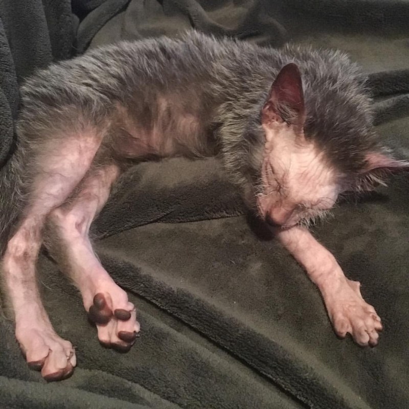 Ликой (Lykoi) кошка оборотень