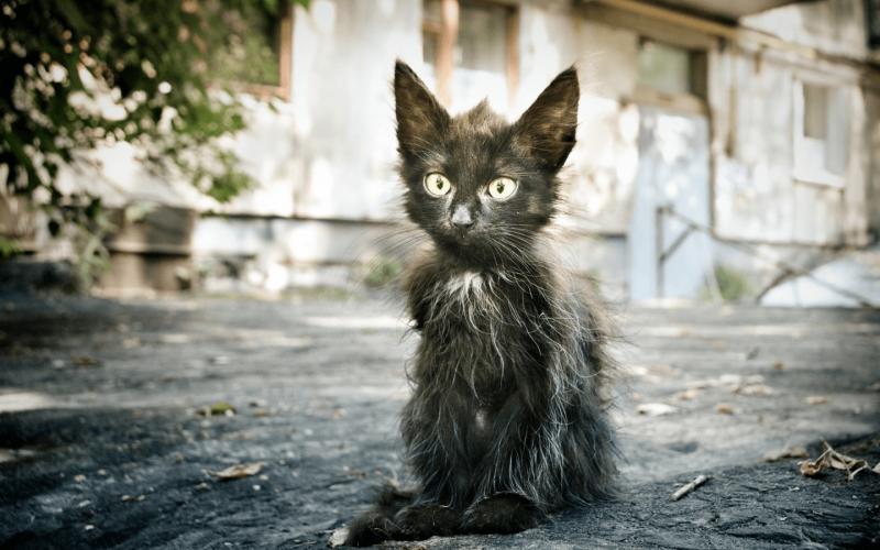Облезлый котенок