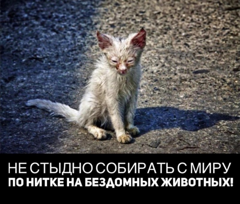 Бездомные кошки