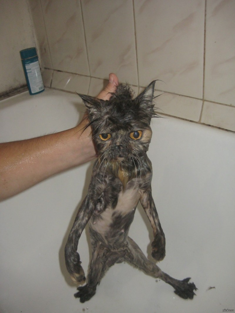 Мокрые коты
