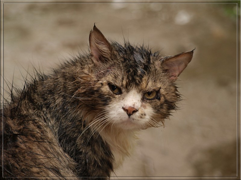 Облезлый кот