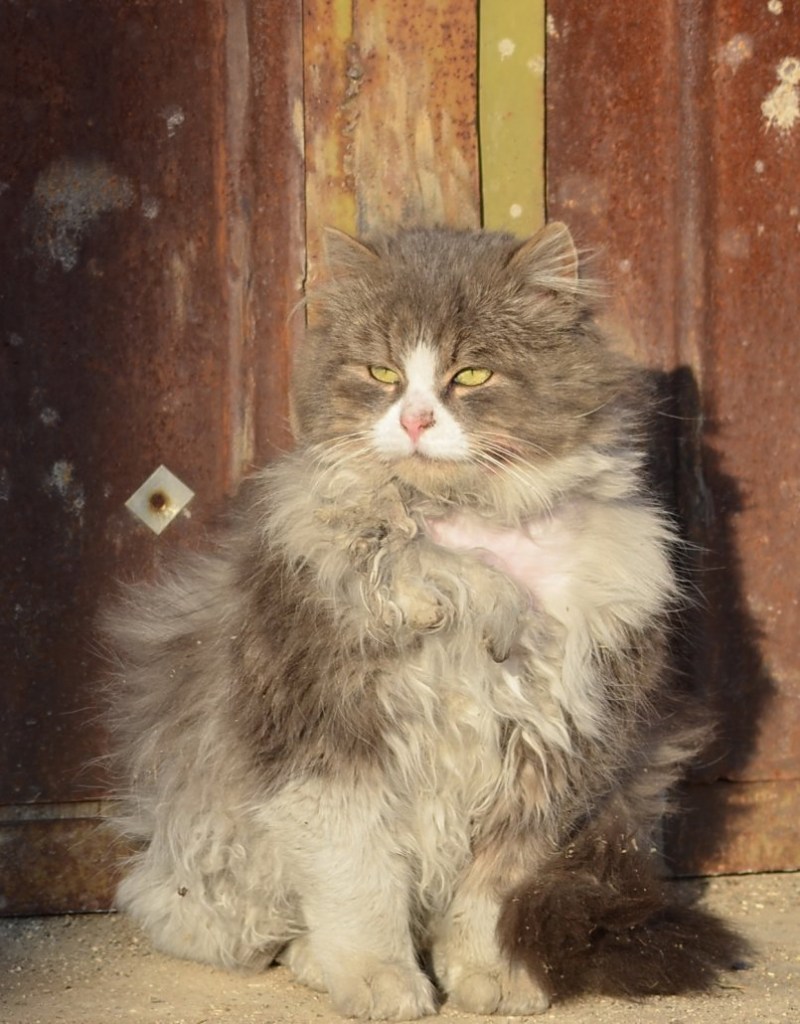 Облезлый кот