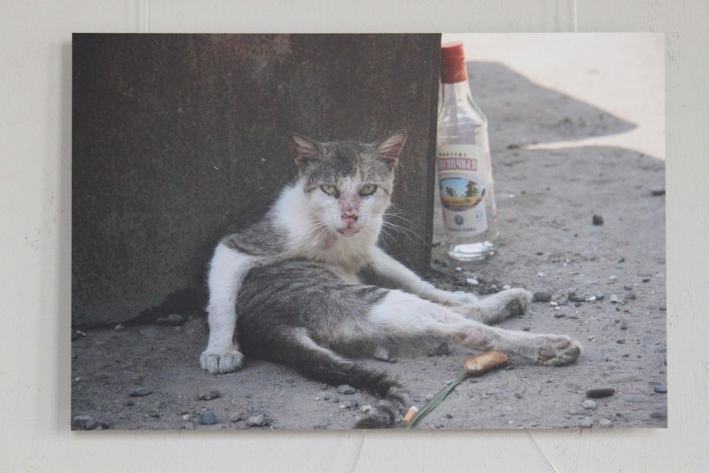 Помойный кот