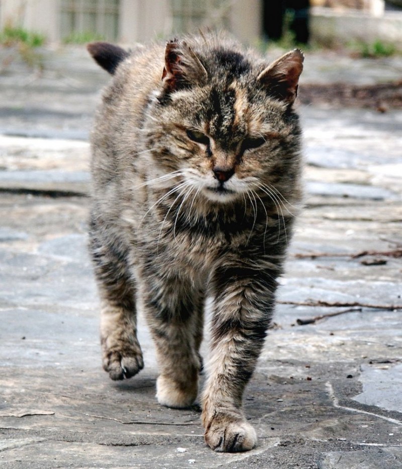 Уличные коты