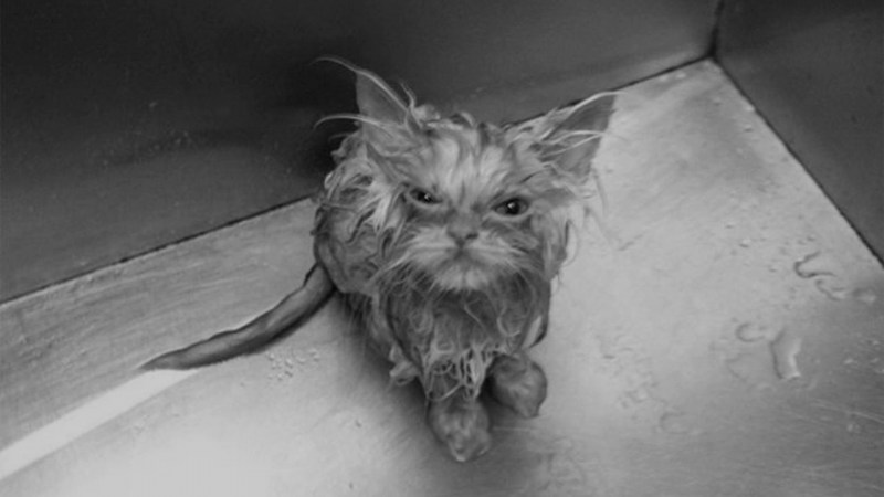 Промокший котенок
