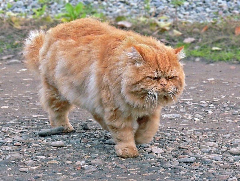 Старая рыжая кошка