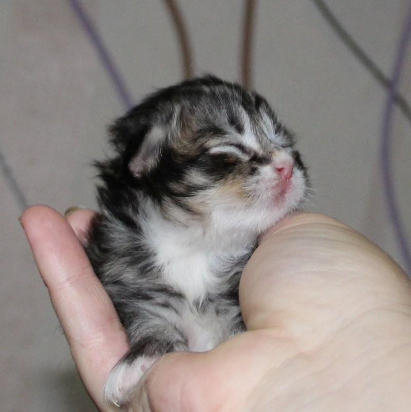 Котята 1 неделя