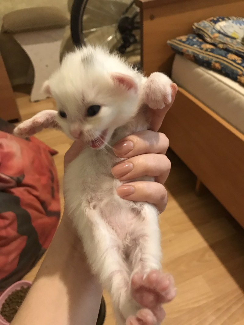 Недельные котята