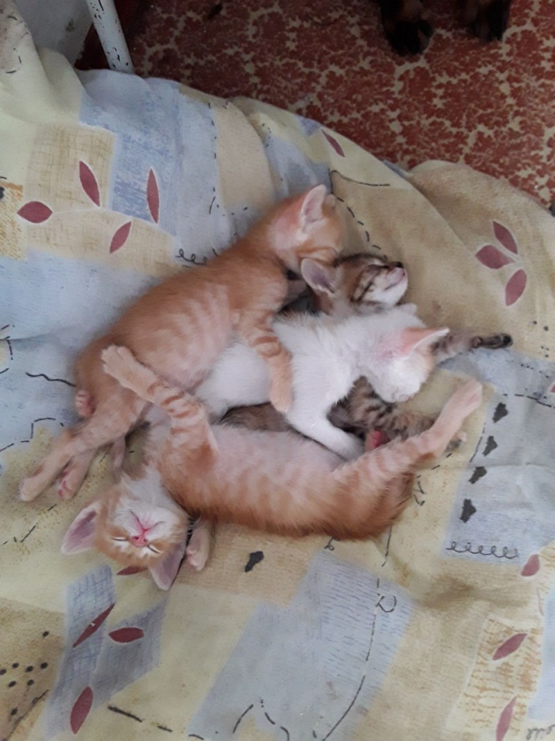 Полуторамесячный котенок