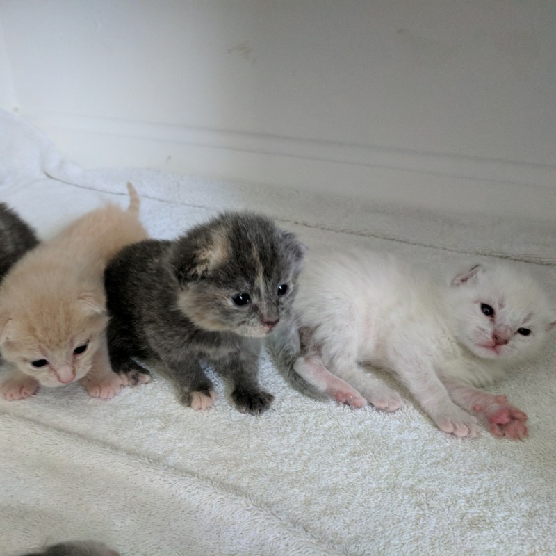Недельные котята