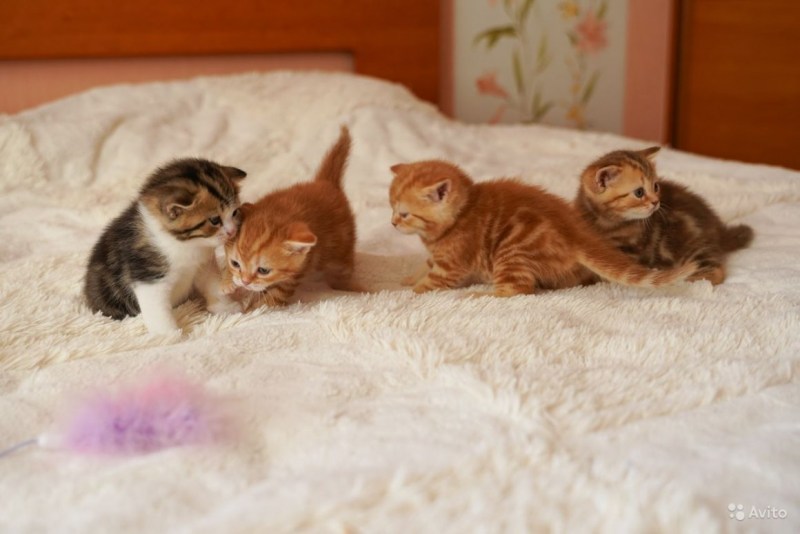 2 Недельный котенок