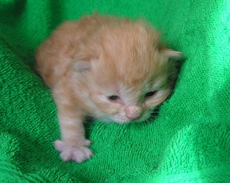 Недельные котята
