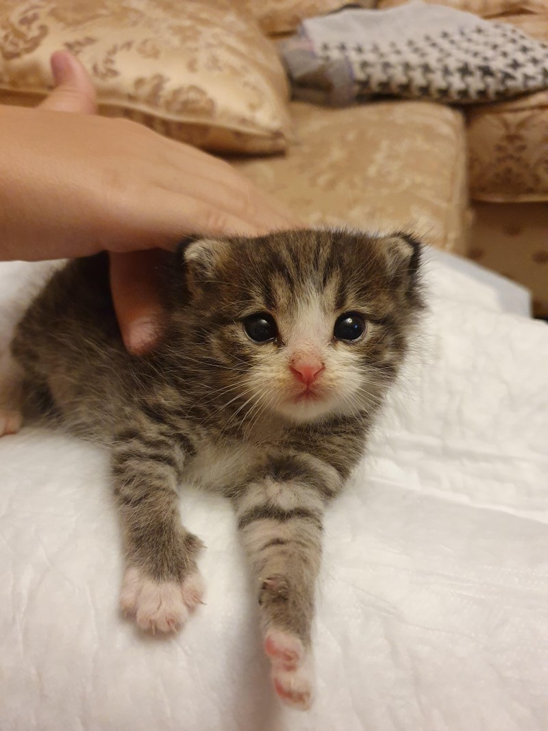 Котята 2 недели
