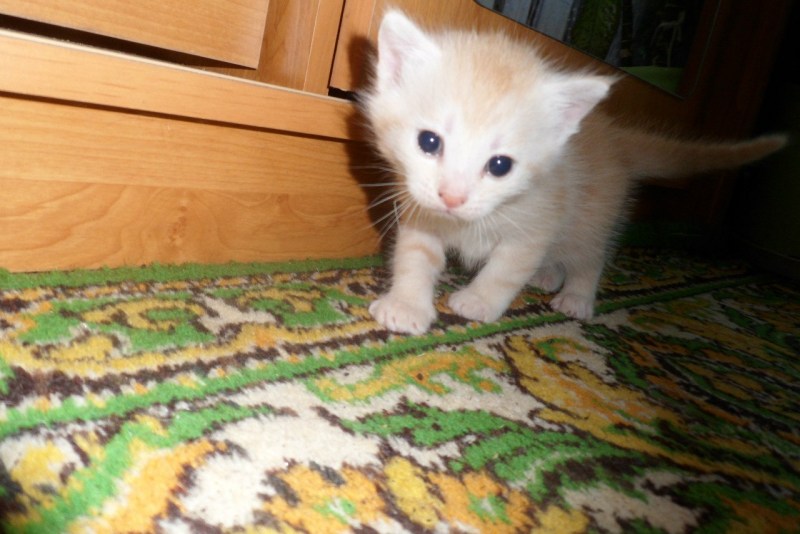 2 Недельный котенок