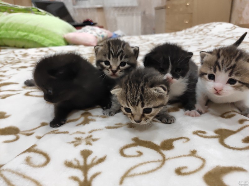 Котята 2 недели обычные
