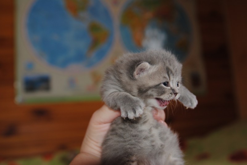 Котята 2,5 недели