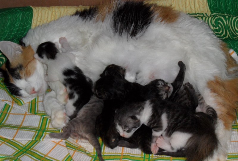 3 Недельные котята фото