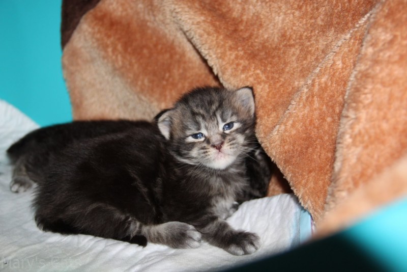 Котята Мейн кун 2 недели