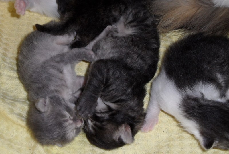 Лоток для котят