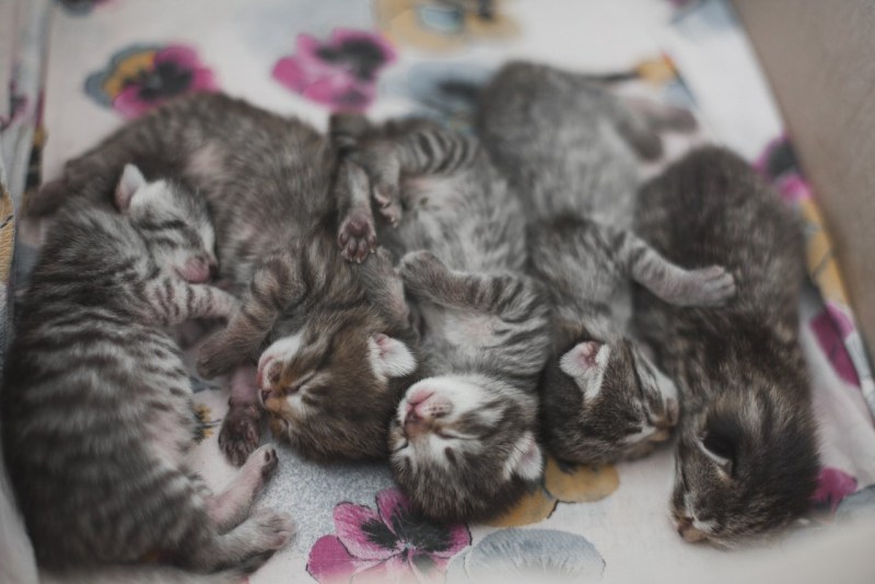 3х недельные котята