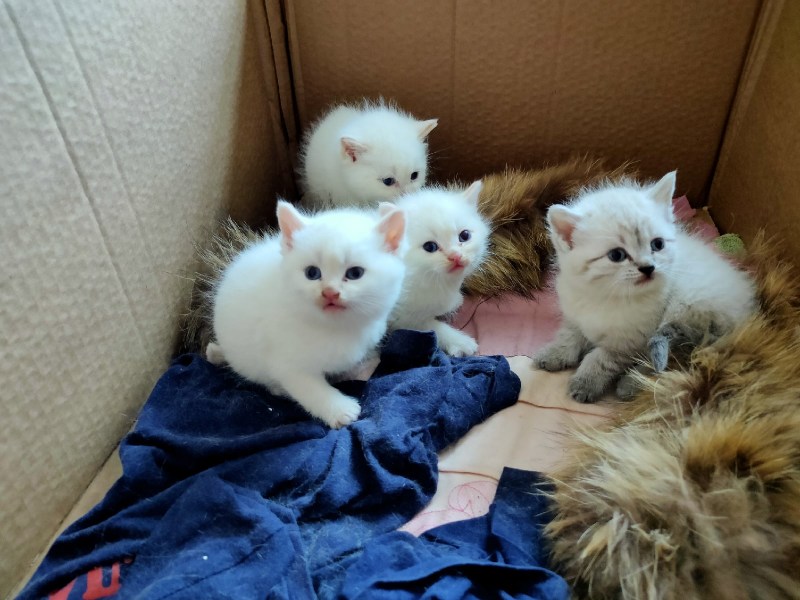 4 Недельный котенок