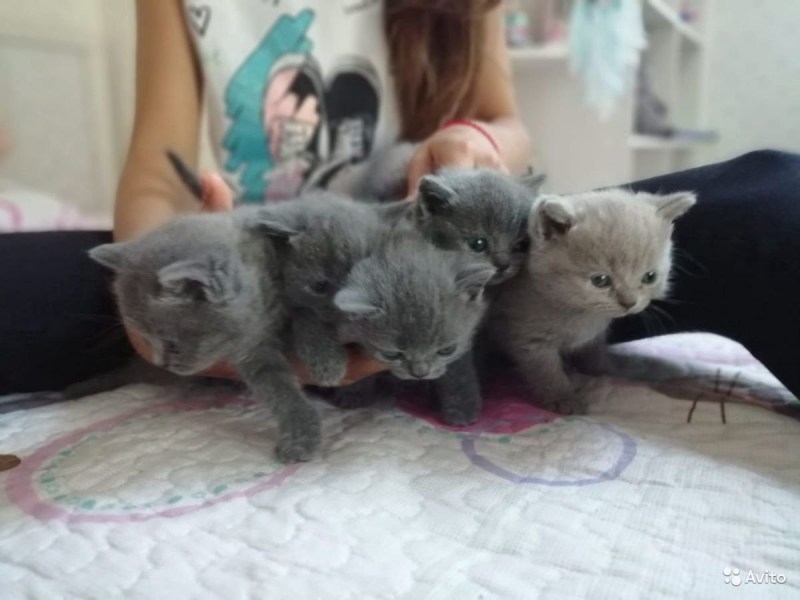 Недельные котята