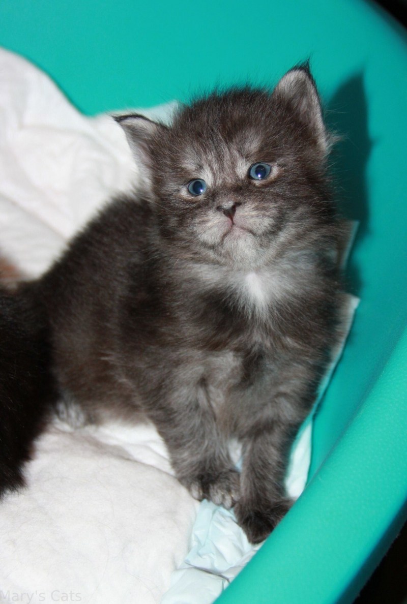 2 Недельный котенок
