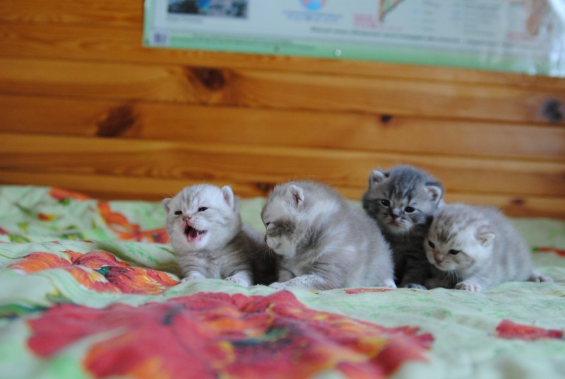 2 Недельный котенок
